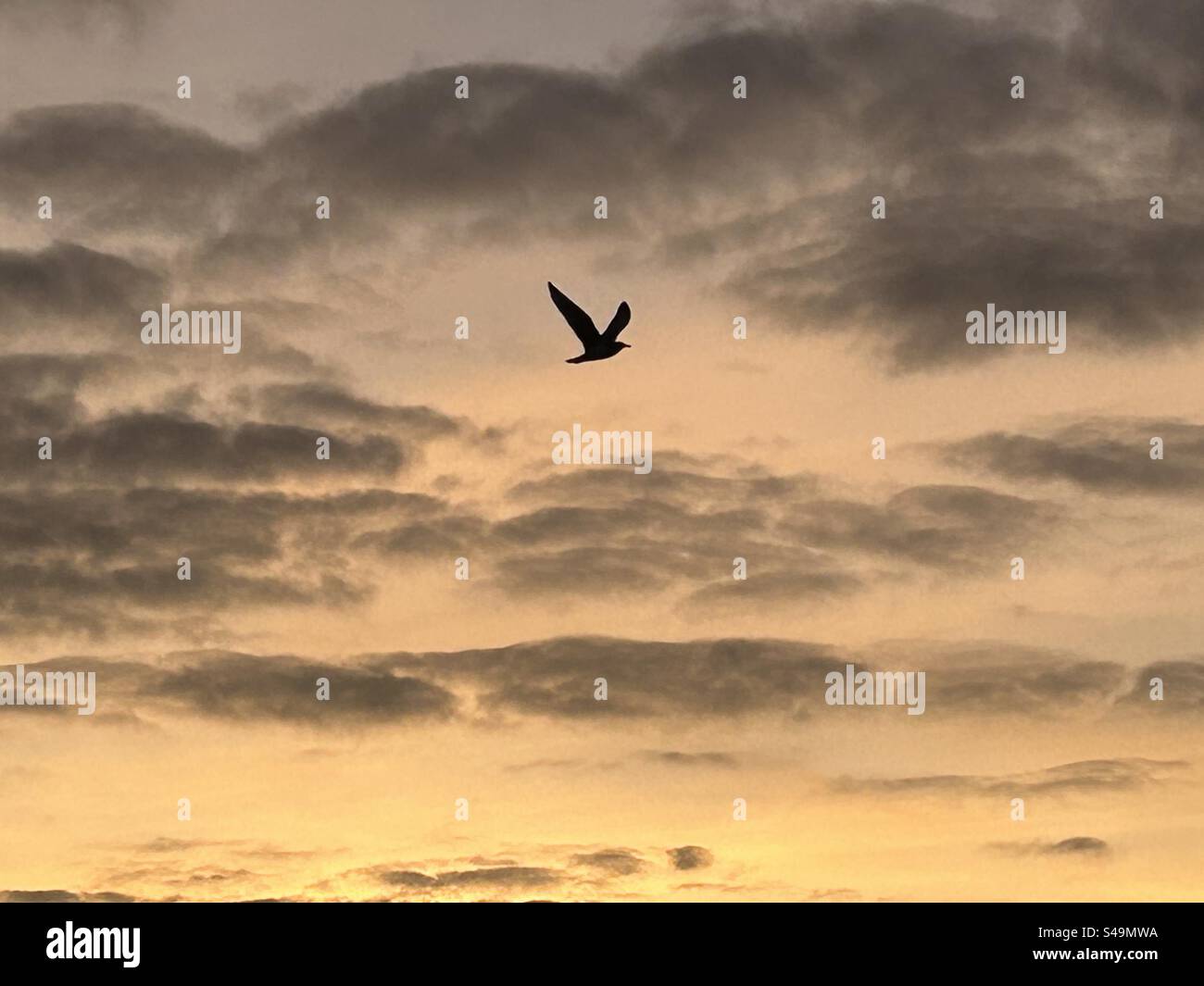 Un oiseau dans le ciel nuageux orangé Stock Photo