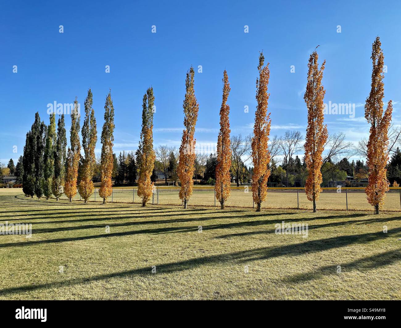 A row of trees along a field changes gradually in color as the line progresses. - Smartphone Captured Stock Image