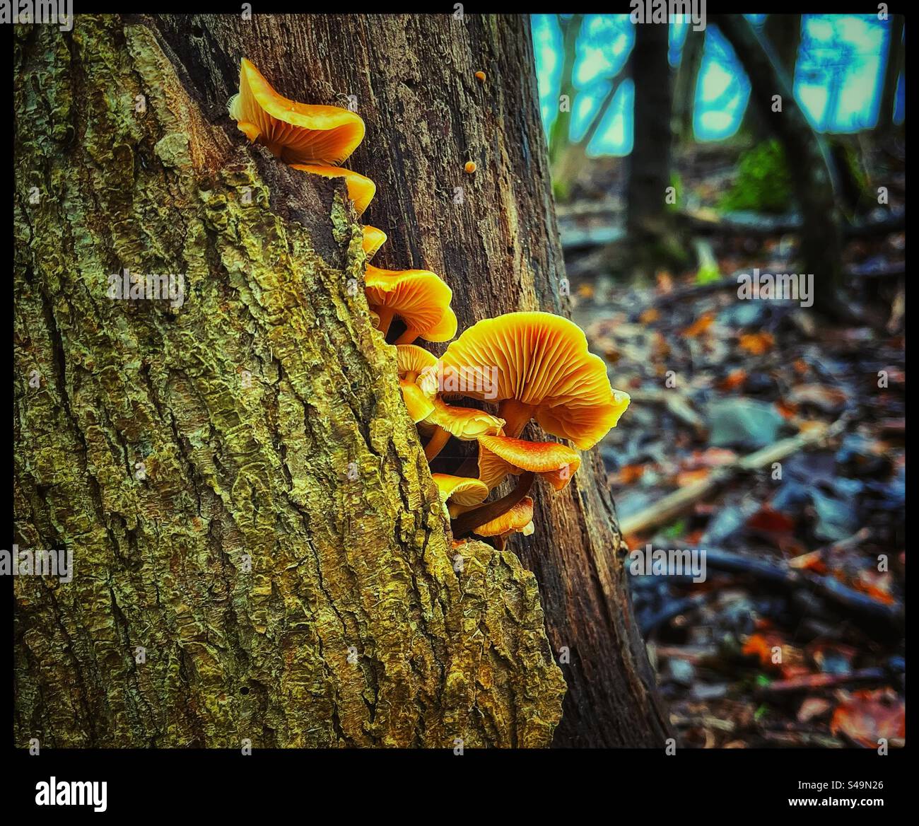 Fungus growing on the side of a tree in a woodland. Stock Photo