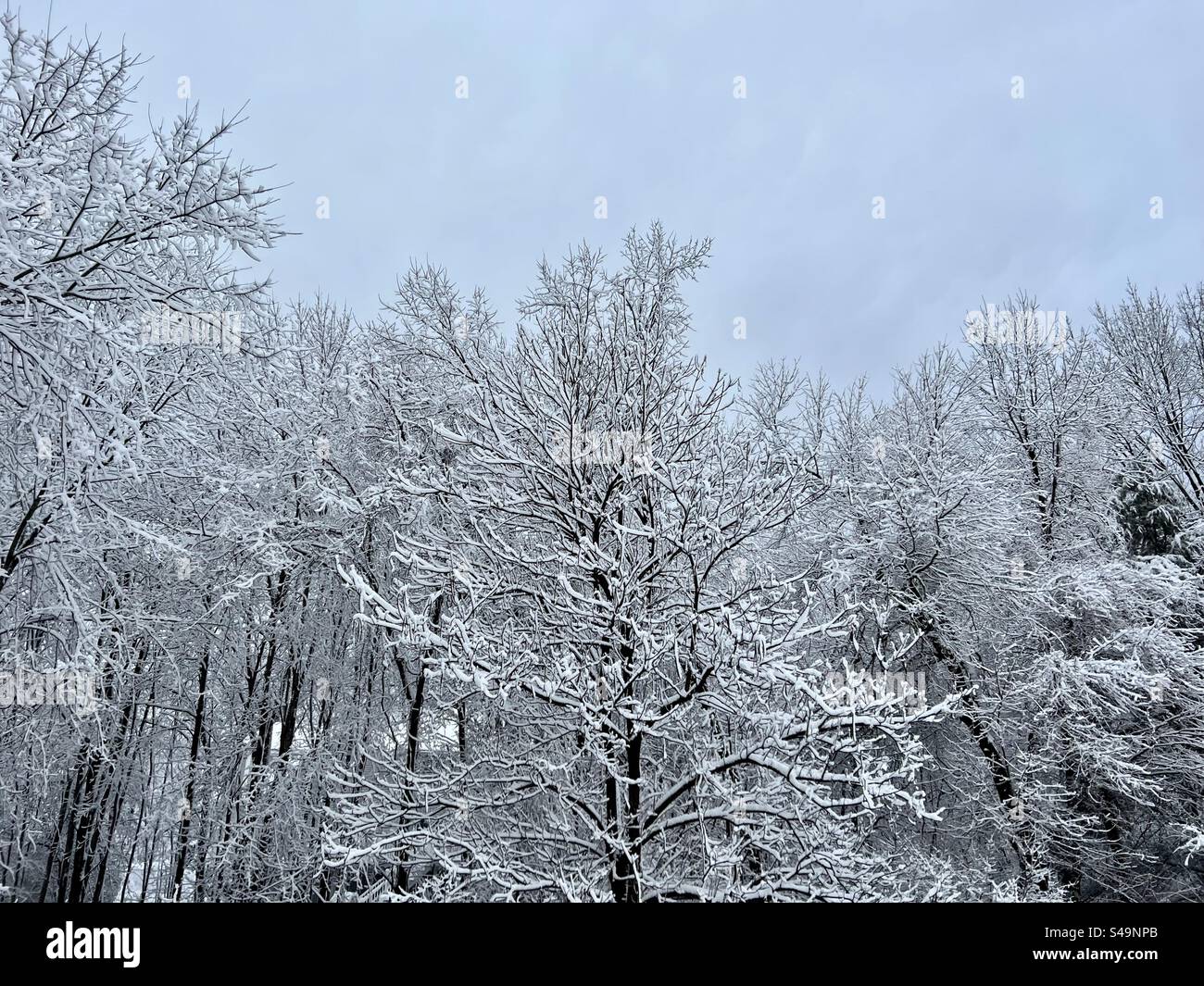 Snow laden trees under a soft blue sky in wintertime - Smartphone Captured Stock Image