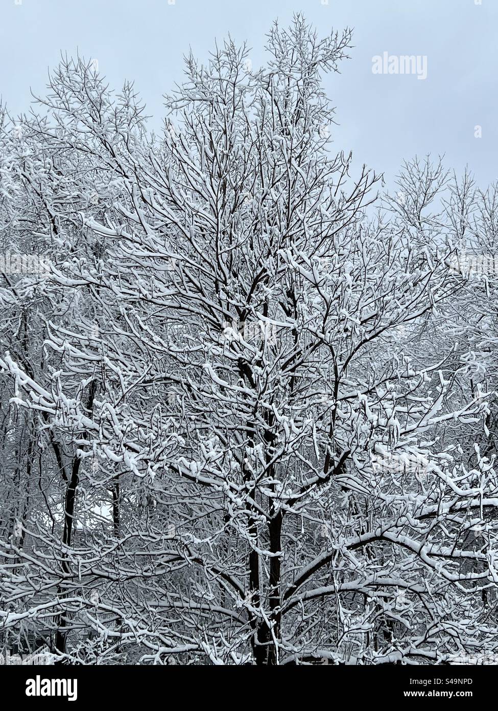 Snow covered tree branches in Massachusetts - Smartphone Captured Stock Image
