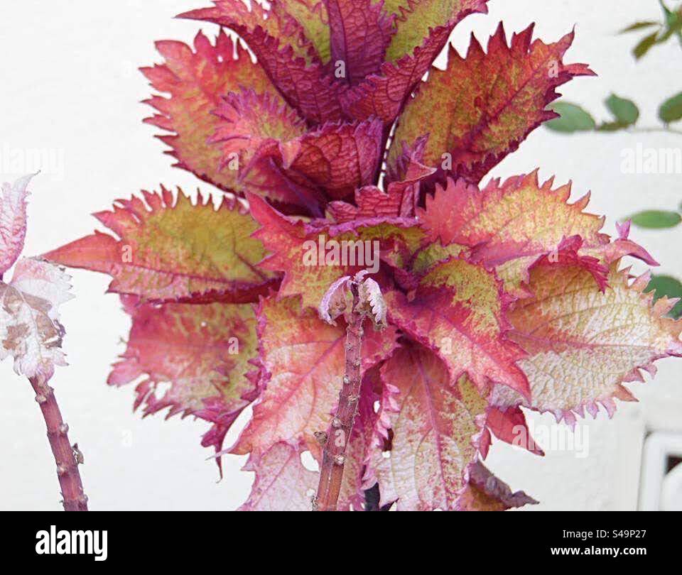Coleus plant is a way to add color to any garden - Smartphone Captured Stock Image