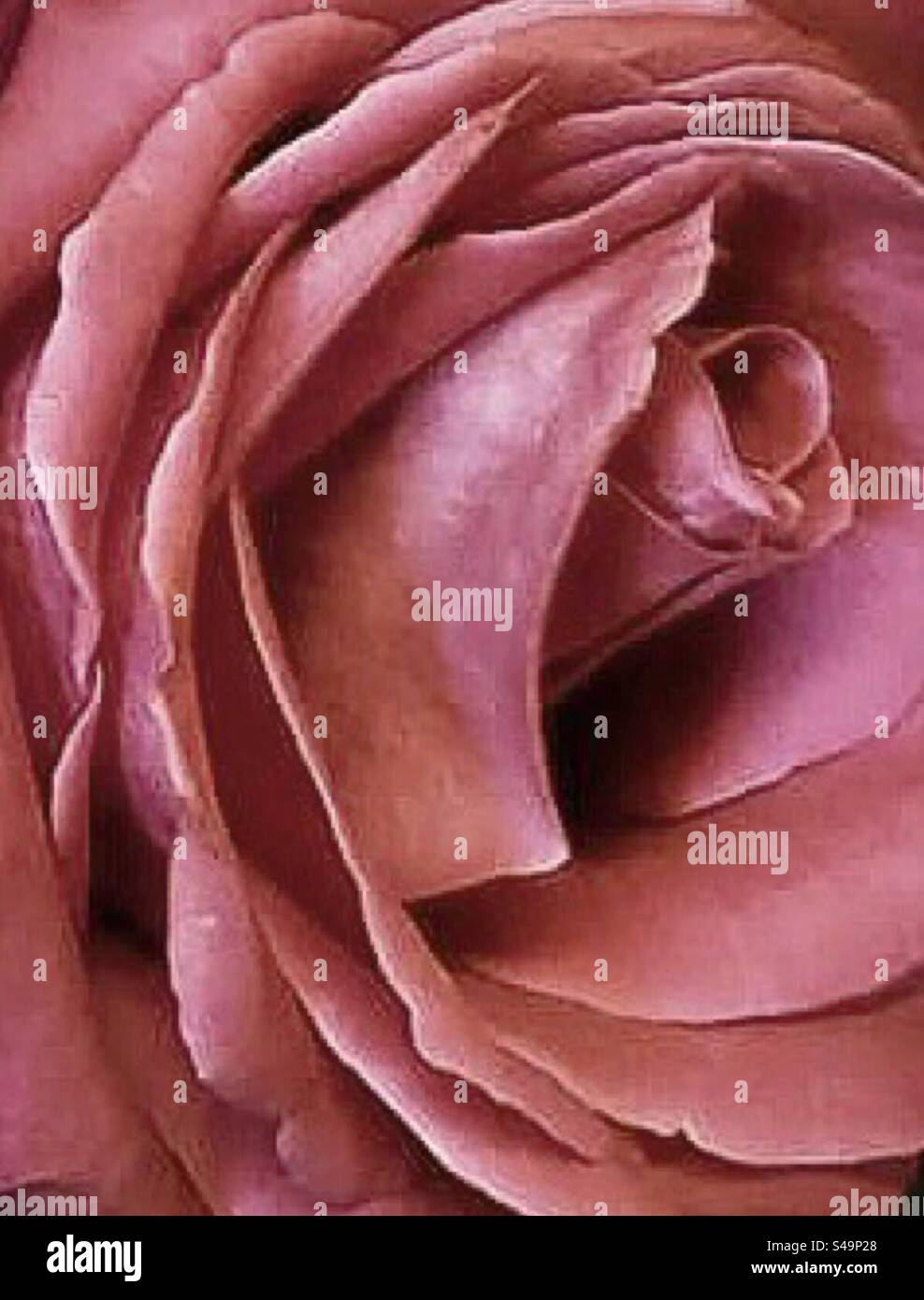 Closeup of beautiful burgundy, reddish colored rose petals. - Smartphone Captured Stock Image