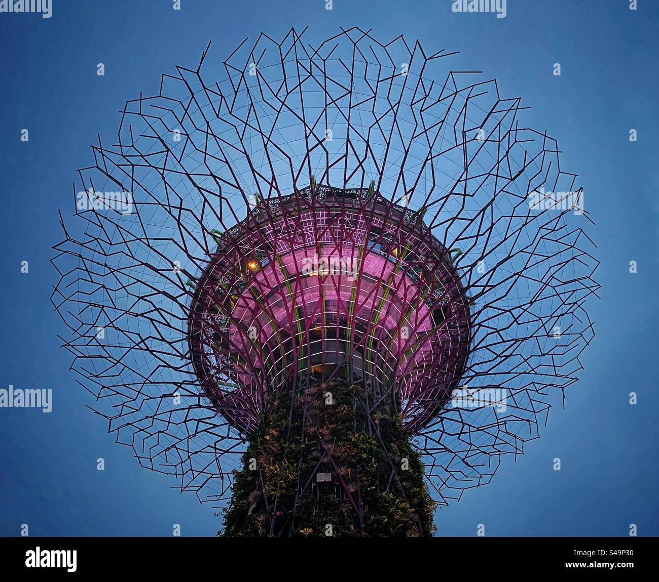 Singapore supertree of Gardens by the Bay. - Smartphone Captured Stock Image