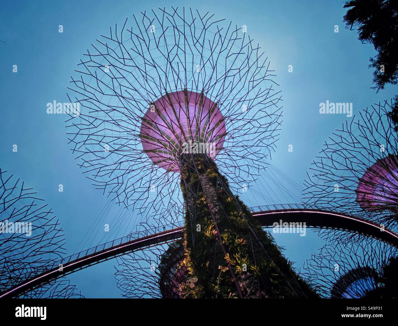 Supertree of the Garden of the Bay, Singapore - Smartphone Captured Stock Image