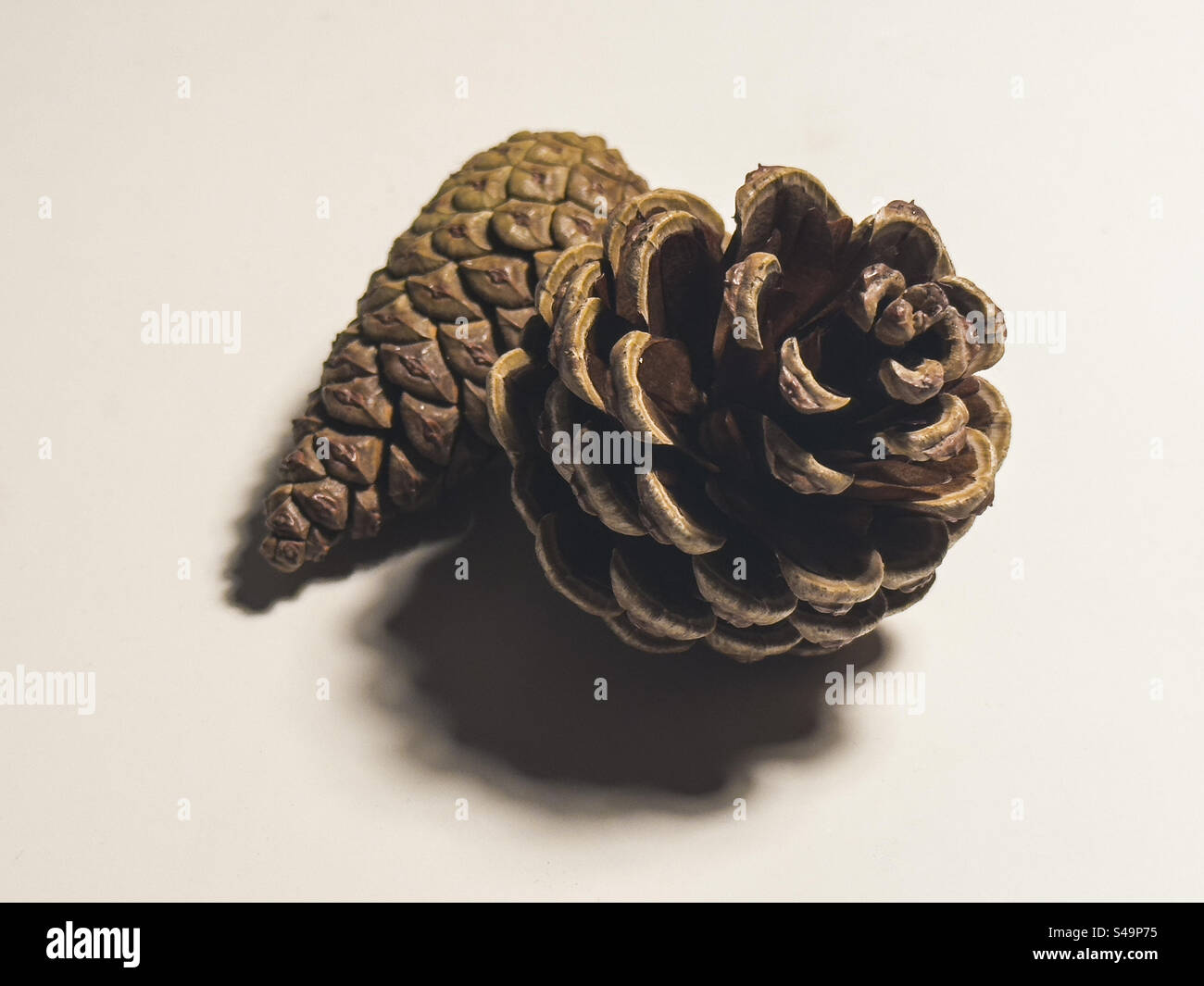 Two pine cones styled for Nordic festive interiors on a minimalist white background, seasonal lifestyle scene: Phillip Roberts - Smartphone Captured Stock Image