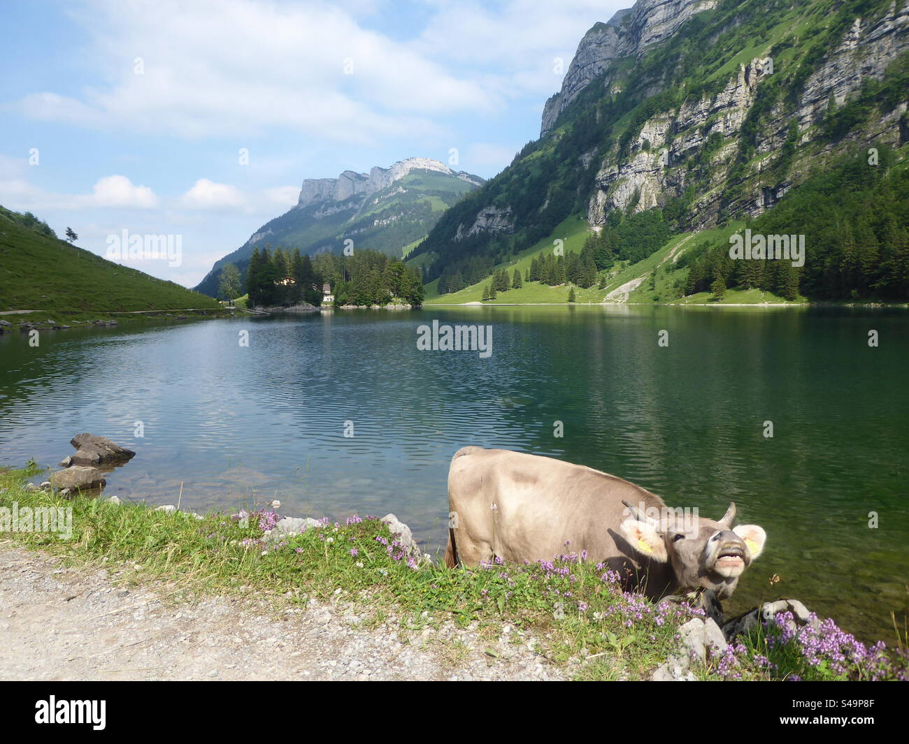 Kuh Seealpsee Switzerland Stock Photo