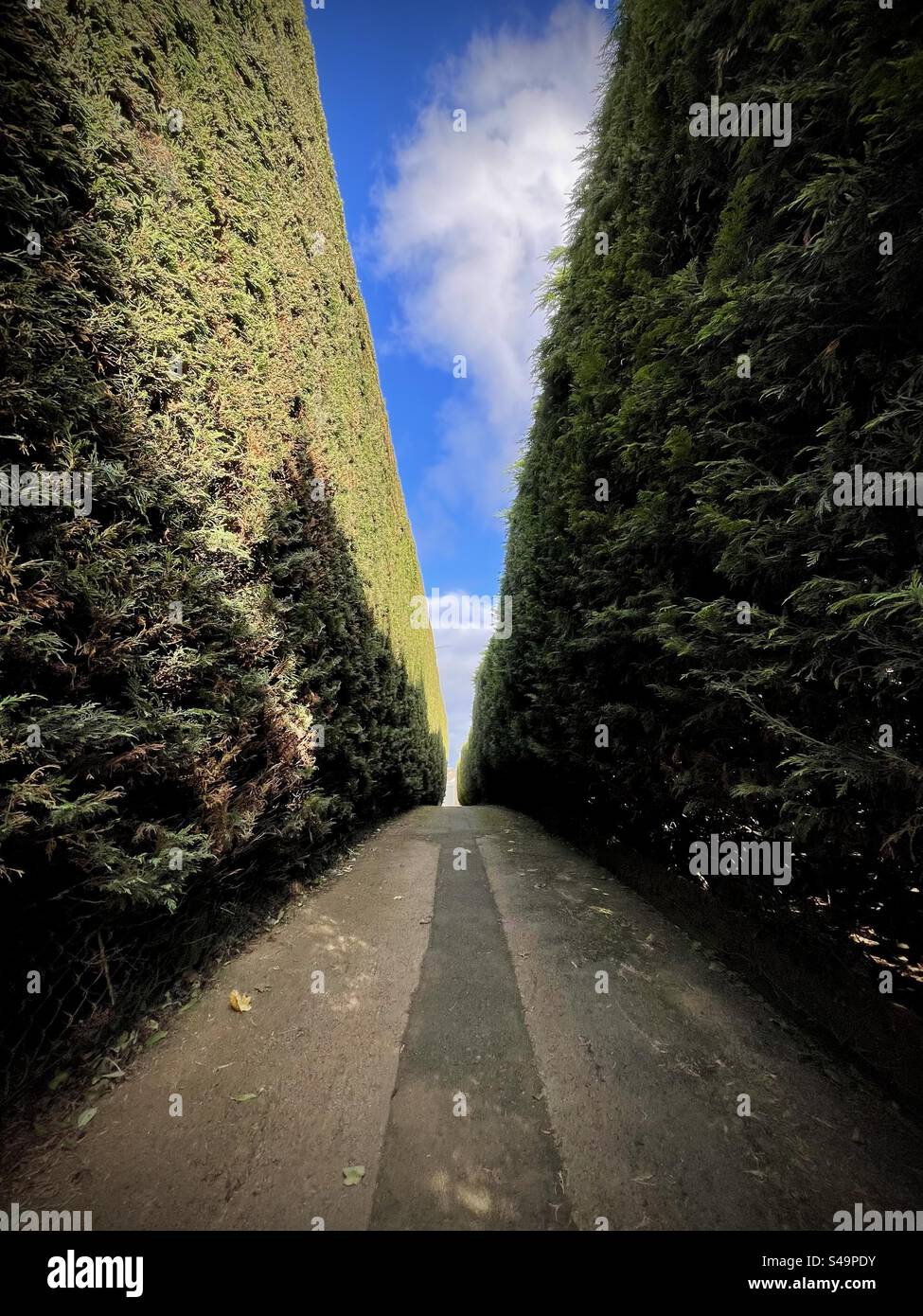 Abstract low angle view of pathway between hedges - Smartphone Captured Stock Image
