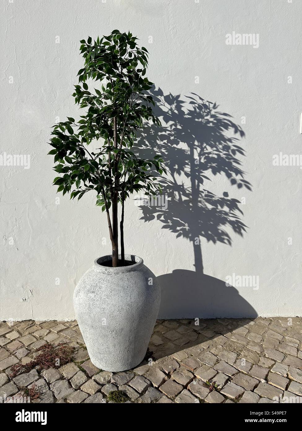 Weeping fig plant on a patio in bright sunlight - Smartphone Captured Stock Image