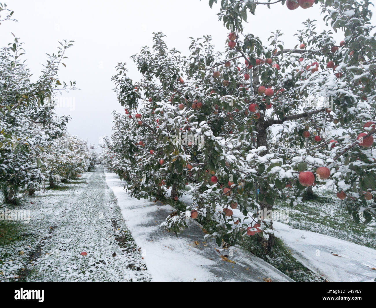 Ripe red apples growing on snowy trees in orchard in winter - Smartphone Captured Stock Image