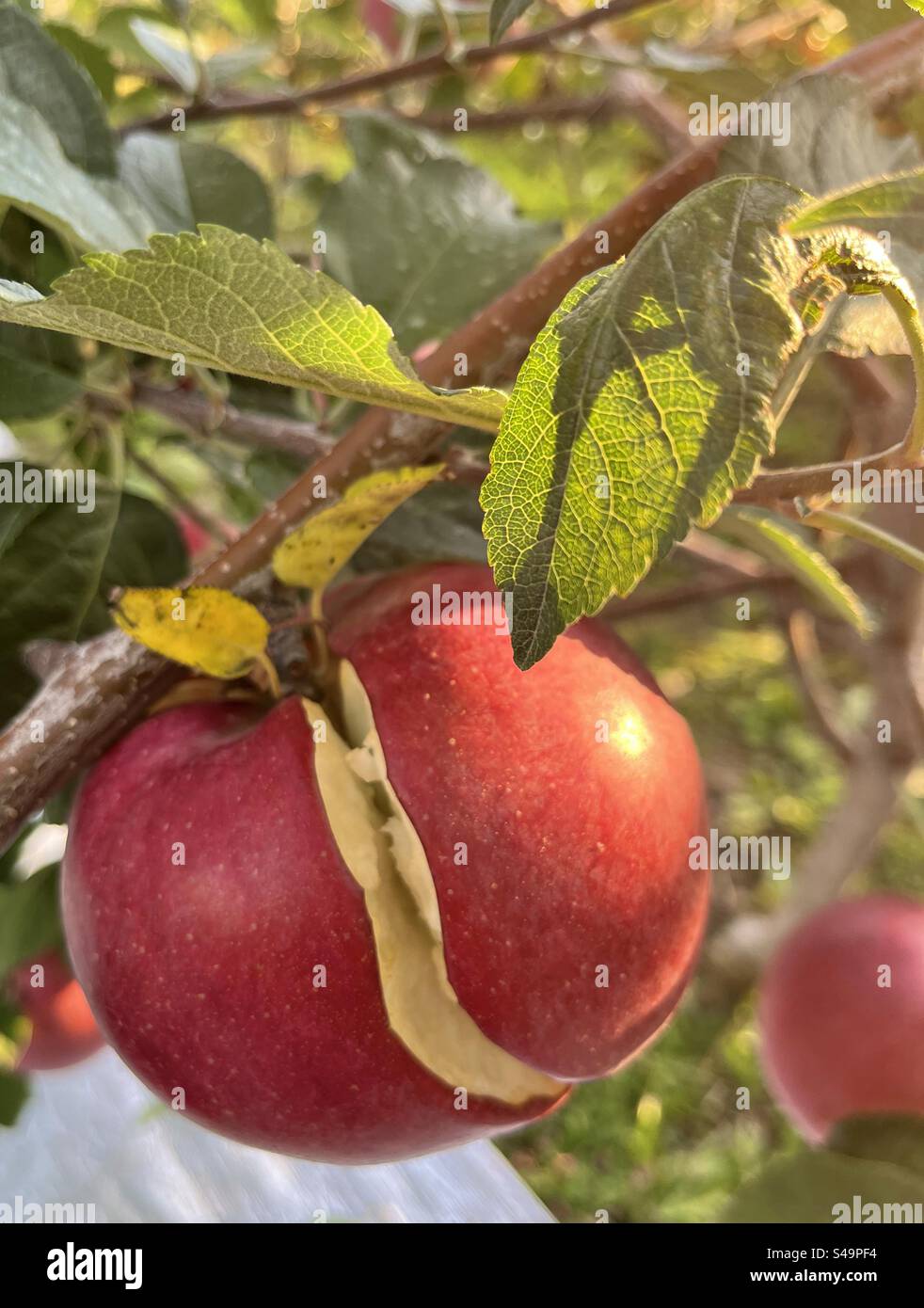 Large ripe red apple cracked growing on tree in sun - Smartphone Captured Stock Image