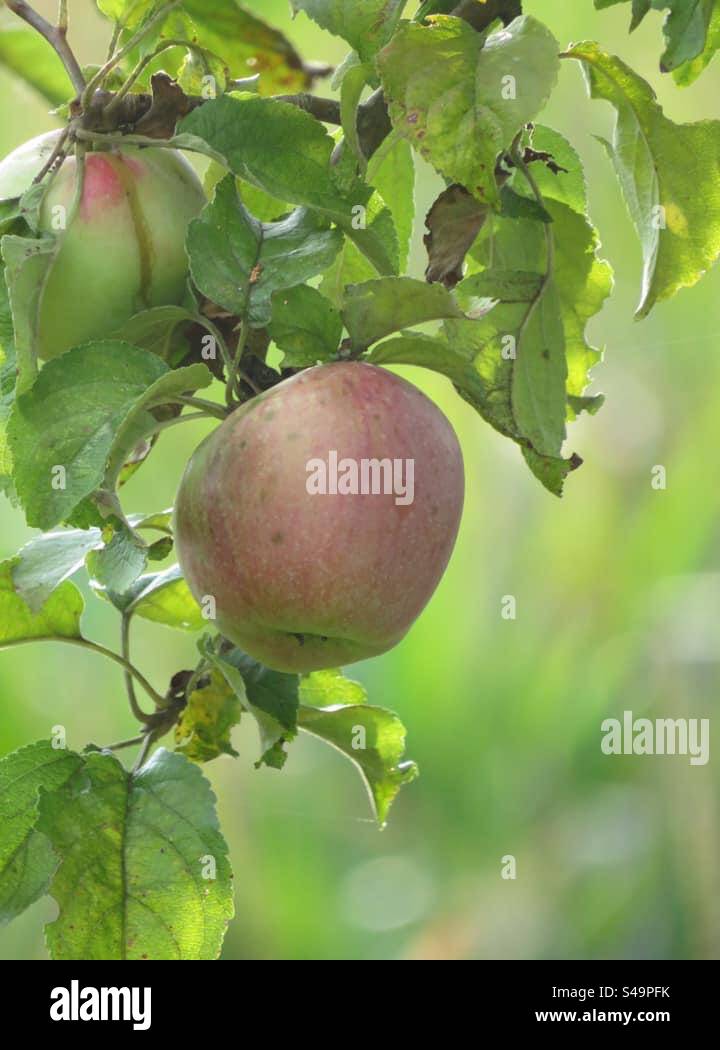 Apple! - Smartphone Captured Stock Image