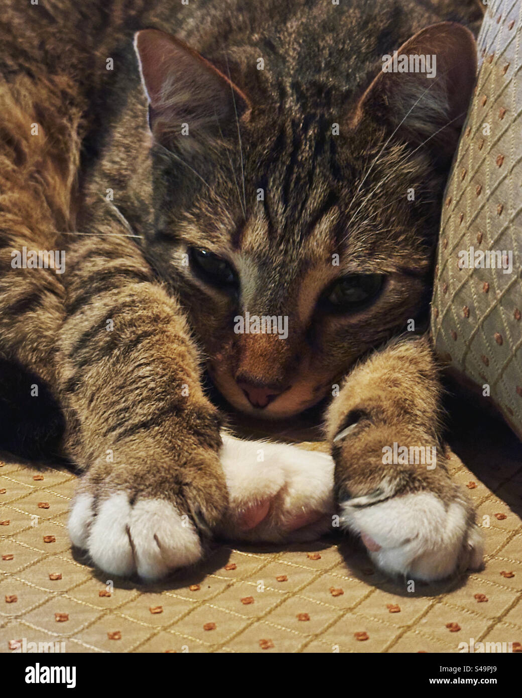 Sad looking  tabby cat on couch with paws outstretched looking at camera - Smartphone Captured Stock Image