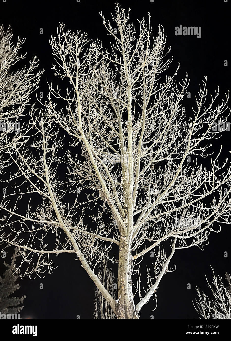 Frosty trees lit by streetlights, against a night sky, in winter. Stock Photo