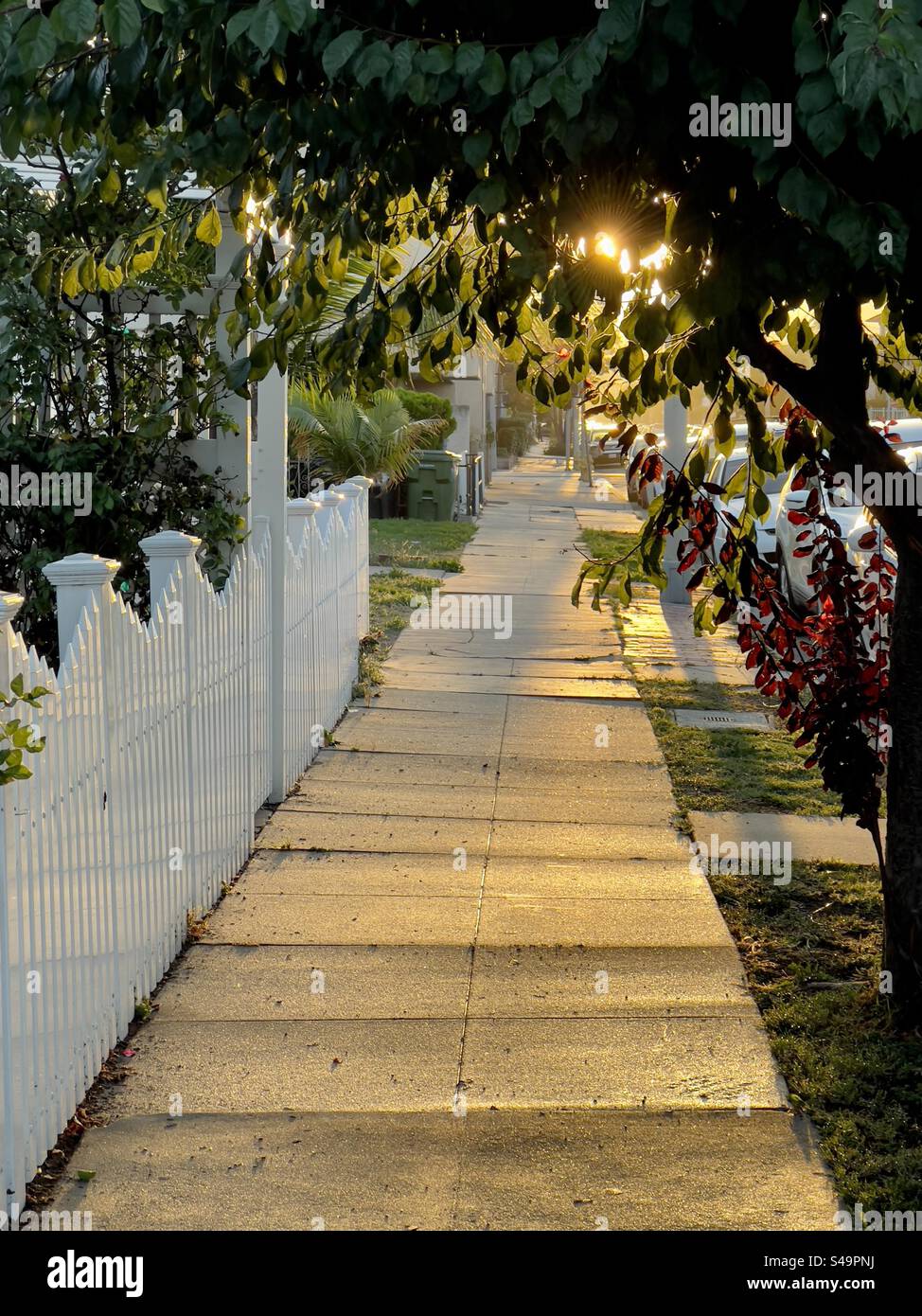 Golden, late afternoon sunlight shining along a concrete sidewalk in southern California, with leaves catching the light overhead - Smartphone Captured Stock Image Golden, late afternoon sunlight shining along a concrete sidewalk in southern California, with leaves catching the light overhead - Smartphone Captured Stock Image