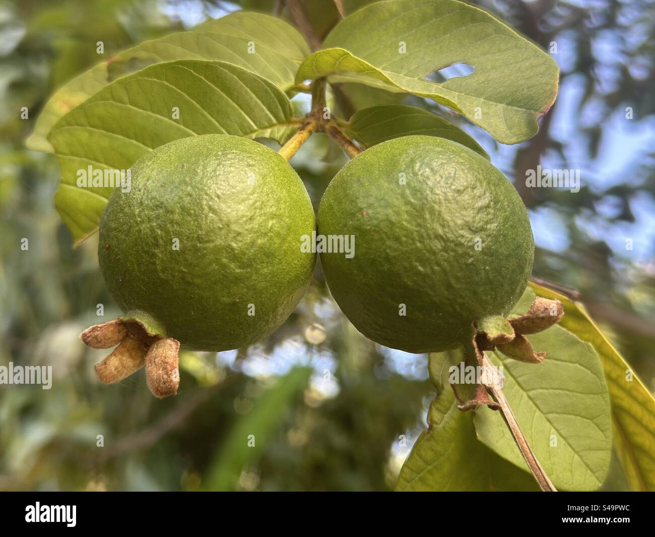 Two guavas grown naturally in backyard Stock Photo Alamy