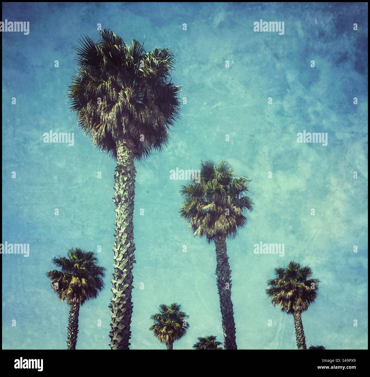 A textured effect image of a group of palm trees - all looking healthy and growing higher. Photo ©️ COLIN HOSKINS. - Smartphone Captured Stock Image
