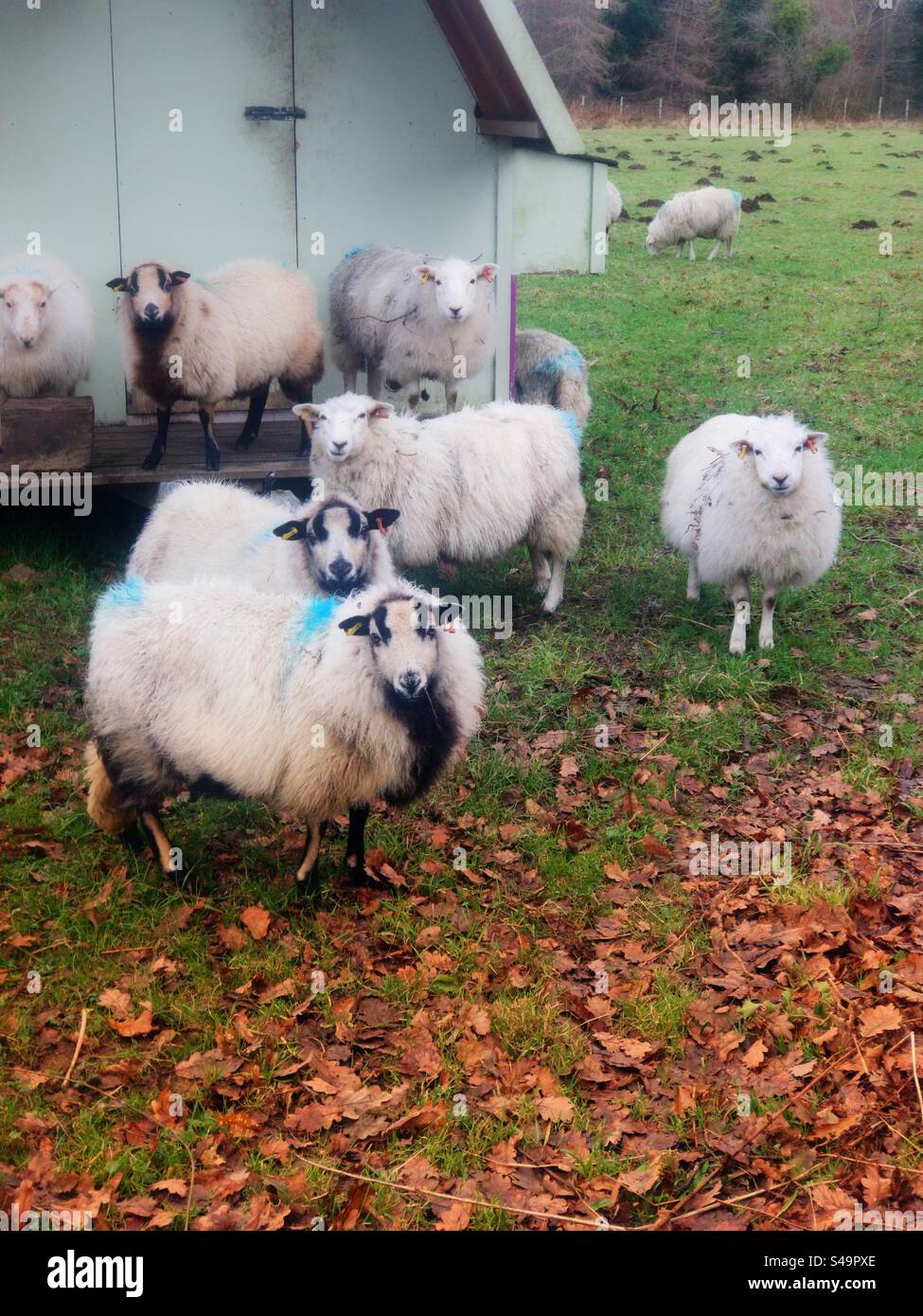Welsh mountain ewes on lower hillside for winter.All looked at camera for brief moment.Taken on Boxing Day in Wales UK. - Smartphone Captured Stock Image