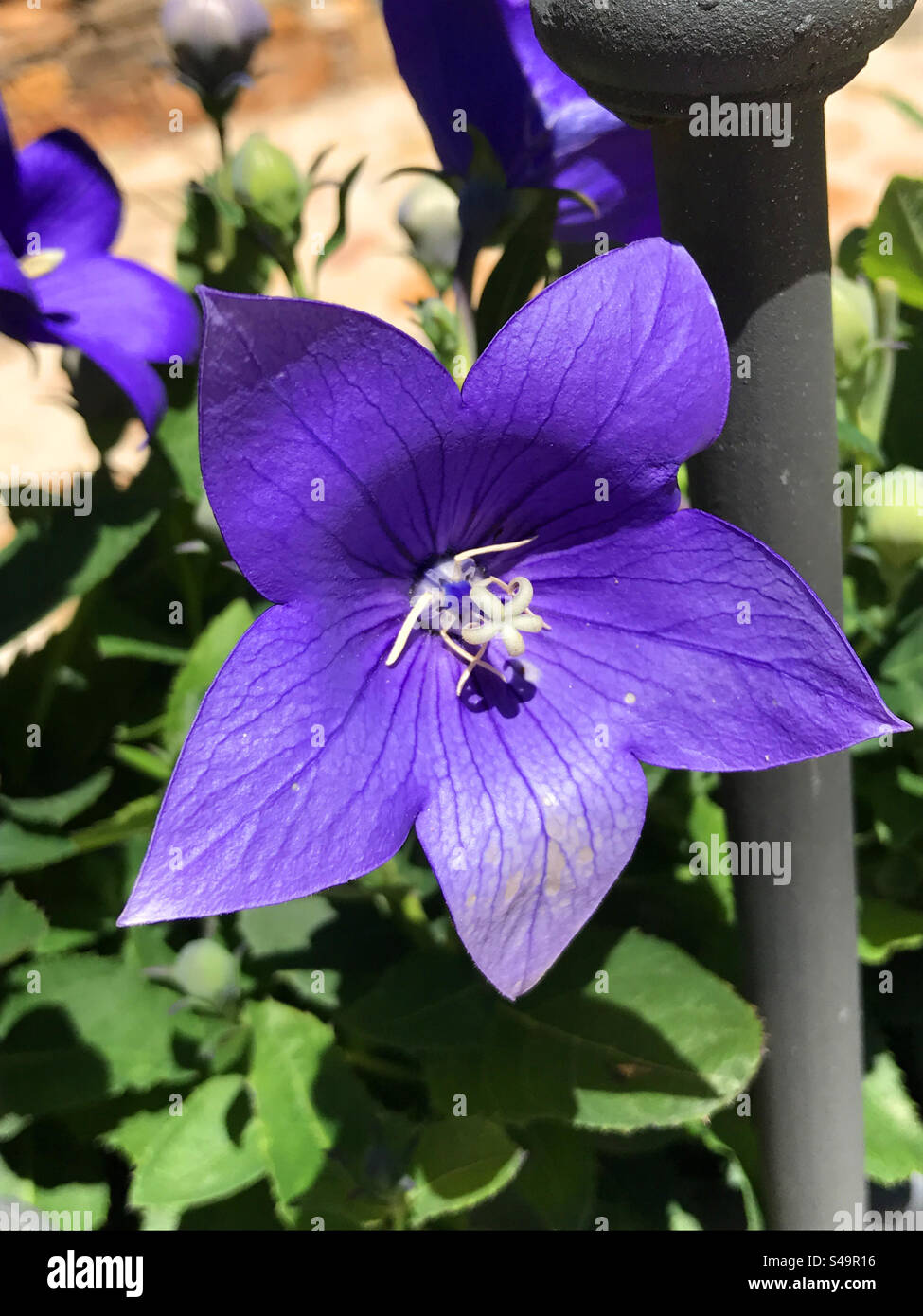 Violet flower. - Smartphone Captured Stock Image
