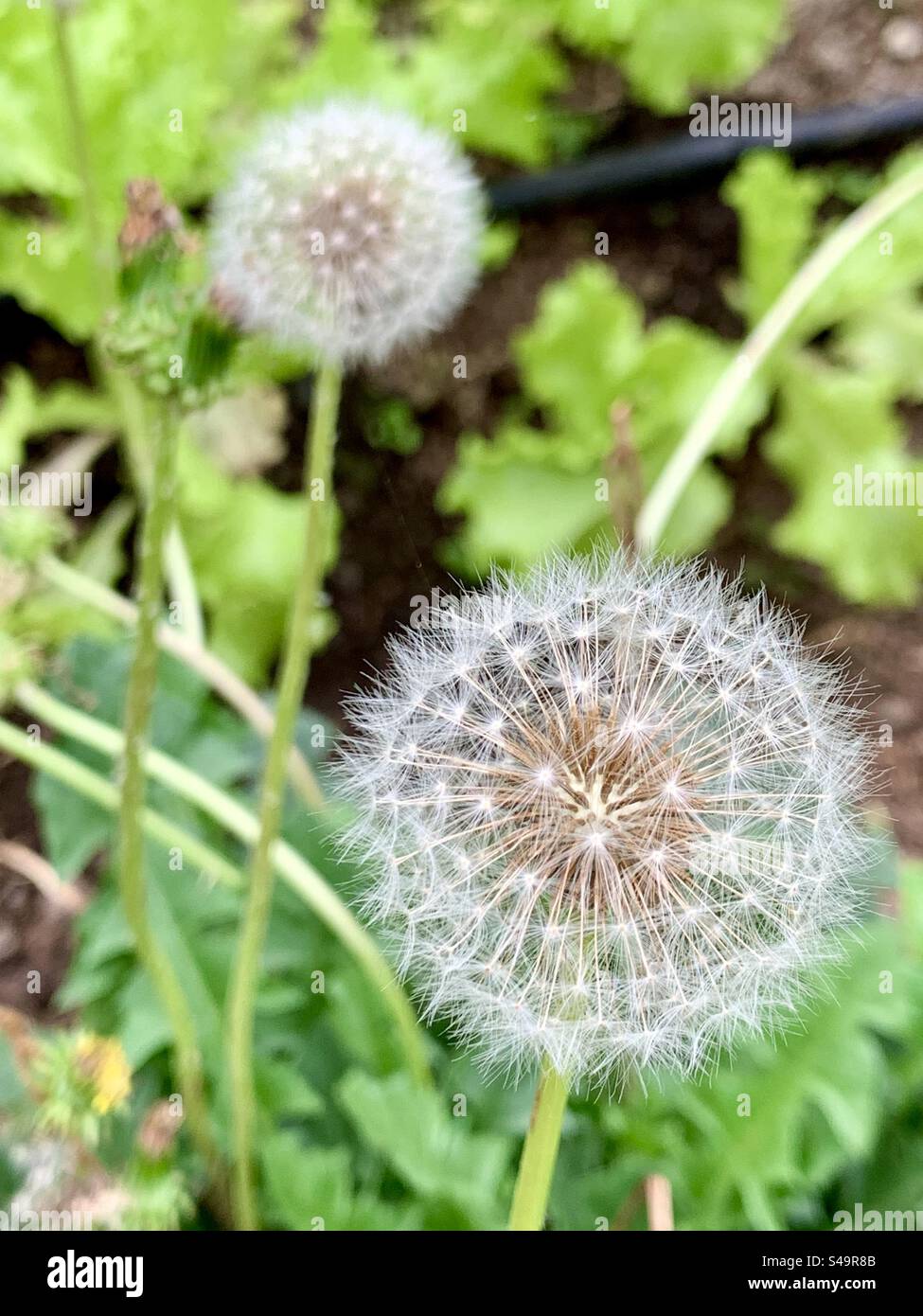 Hairy balls glisten in a garden. Also known as balloon plant, balloon cotton-bush, swan plant, or Gomphocarpus physocarpus, is a species of plant in the family Apocynaceae, related to the milkweeds. Stock Photo
