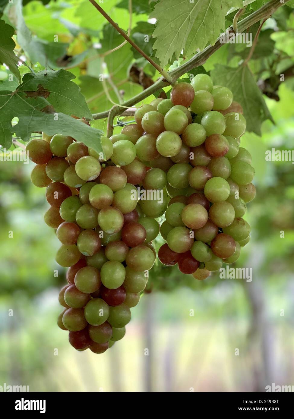 Farm grapes hi-res stock photography and images - Alamy