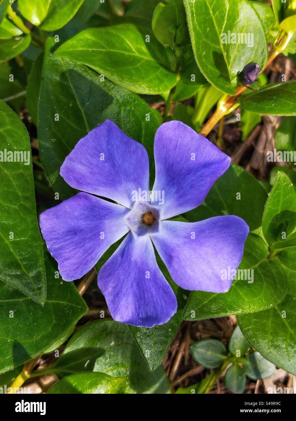 False periwinkle in bloom - Smartphone Captured Stock Image