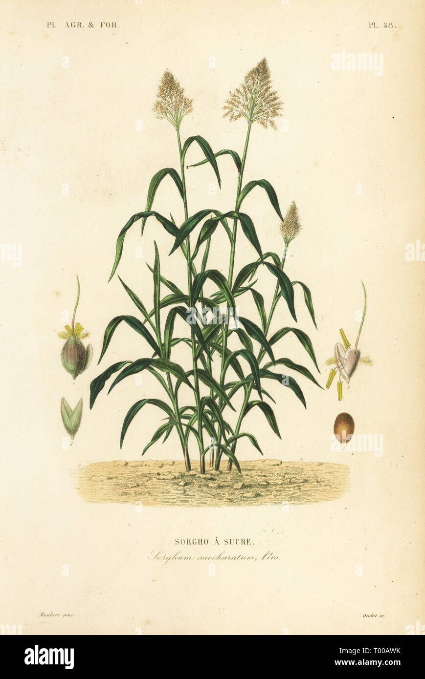 Sorghum grass, great millet, durra, jowari or milo, Sorghum bicolor, Sorghum saccharatum, Sorgho a sucre. Handcoloured steel engraving by Oudet after a botanical illustration by Edouard Maubert from Pierre Oscar Reveil, A. Dupuis, Fr. Gerard and Francois Herincq’s La Regne Vegetal: Planets Agricoles et Forestieres, L. Guerin, Paris, 1864-1871. Stock Photo