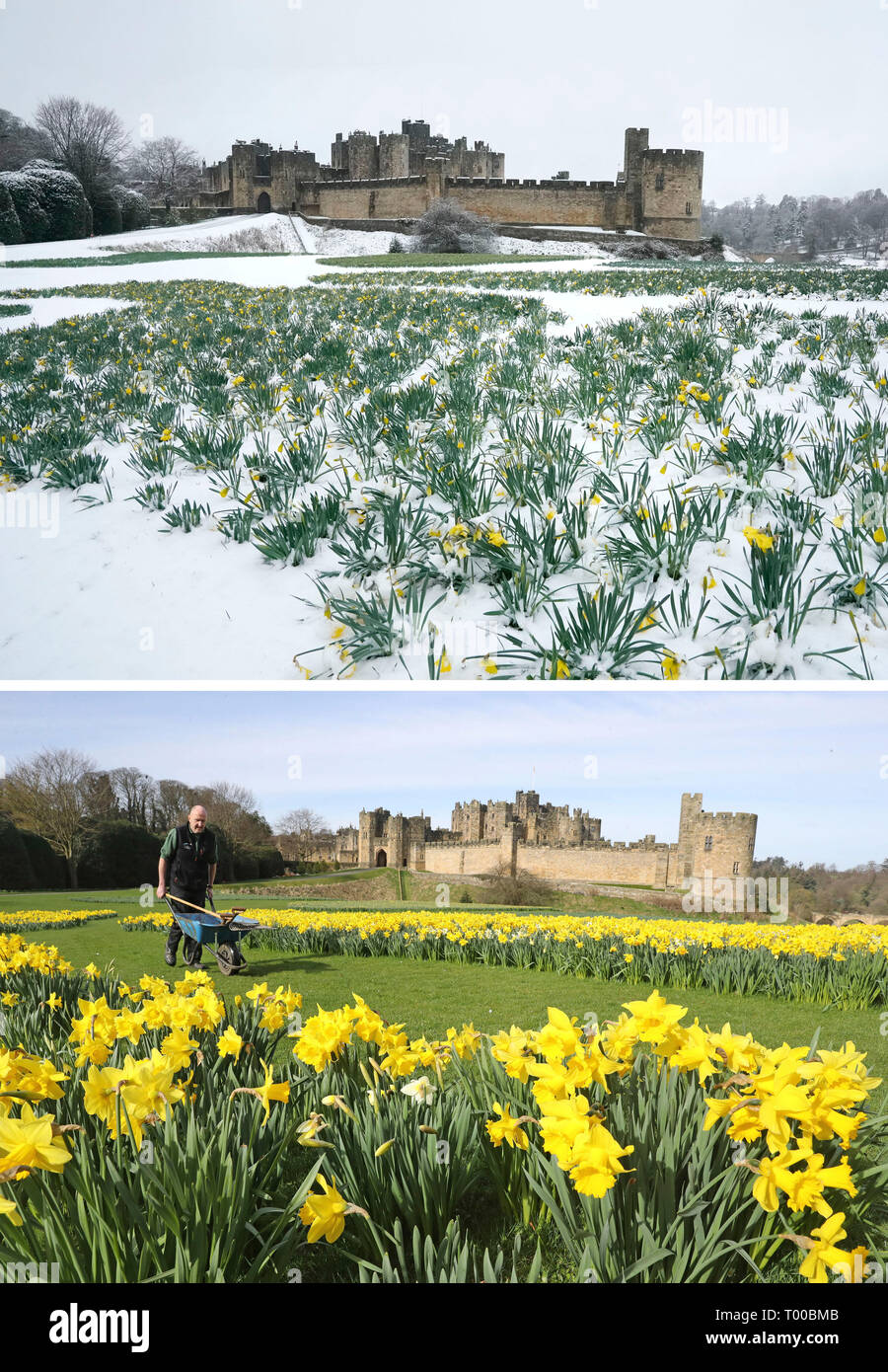 Composite photos of Alnwick Castle, Northumberland on 16/03/2019 (top) and 24/03/2017 (bottom) as a late blast of wintry weather will affect most parts of the UK this weekend. Stock Photo