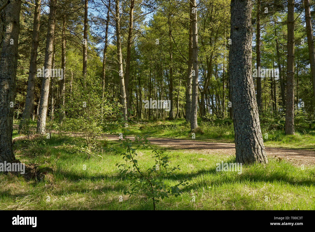 Looking over a woodland Path at Crombie Park, one of Scotlands Nature Reserves near Dundee in