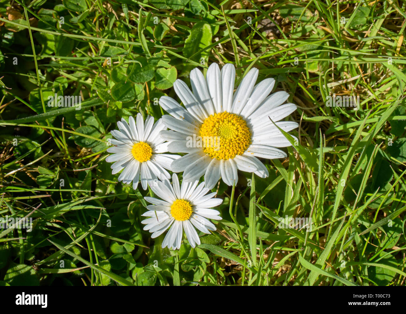 Three Bellis perennials flowers, also known as a Lawn Daisy, on a grass lawn in a Country garden in Scotland. Stock Photo