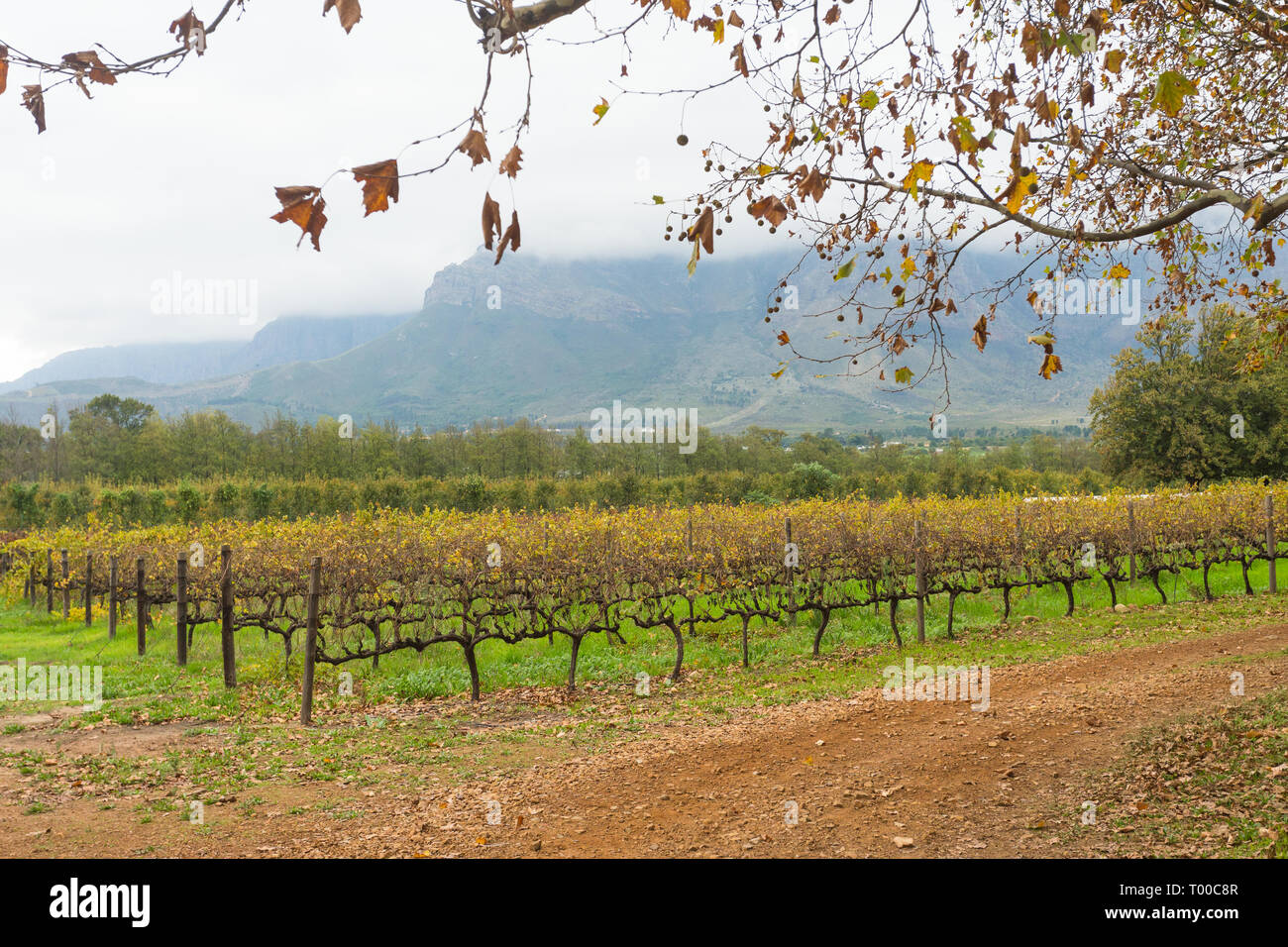 franschhoek-valley-vineyard-hi-res-stock-photography-and-images-alamy