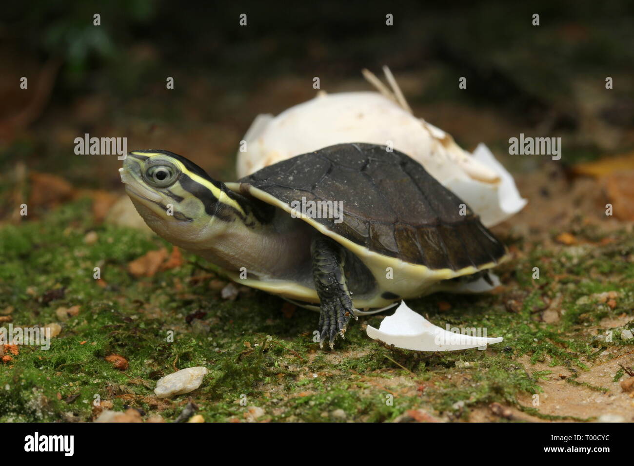 Baby Amboina Box Turtle Cuora Amboinensis Stock Photo Alamy