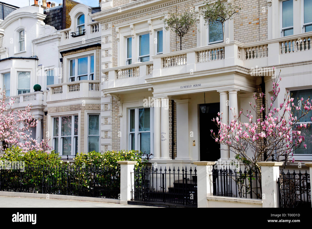 LONDON, UK - MARCH 11th, 2019: Magnolia tree is blooming in front of white building in Kensignton are of London Stock Photo