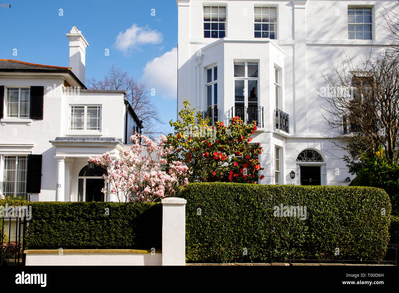 LONDON, UK - MARCH 11th, 2019: Magnolia tree is blooming in front of elegant building in Chelsea area in Central  London Stock Photo