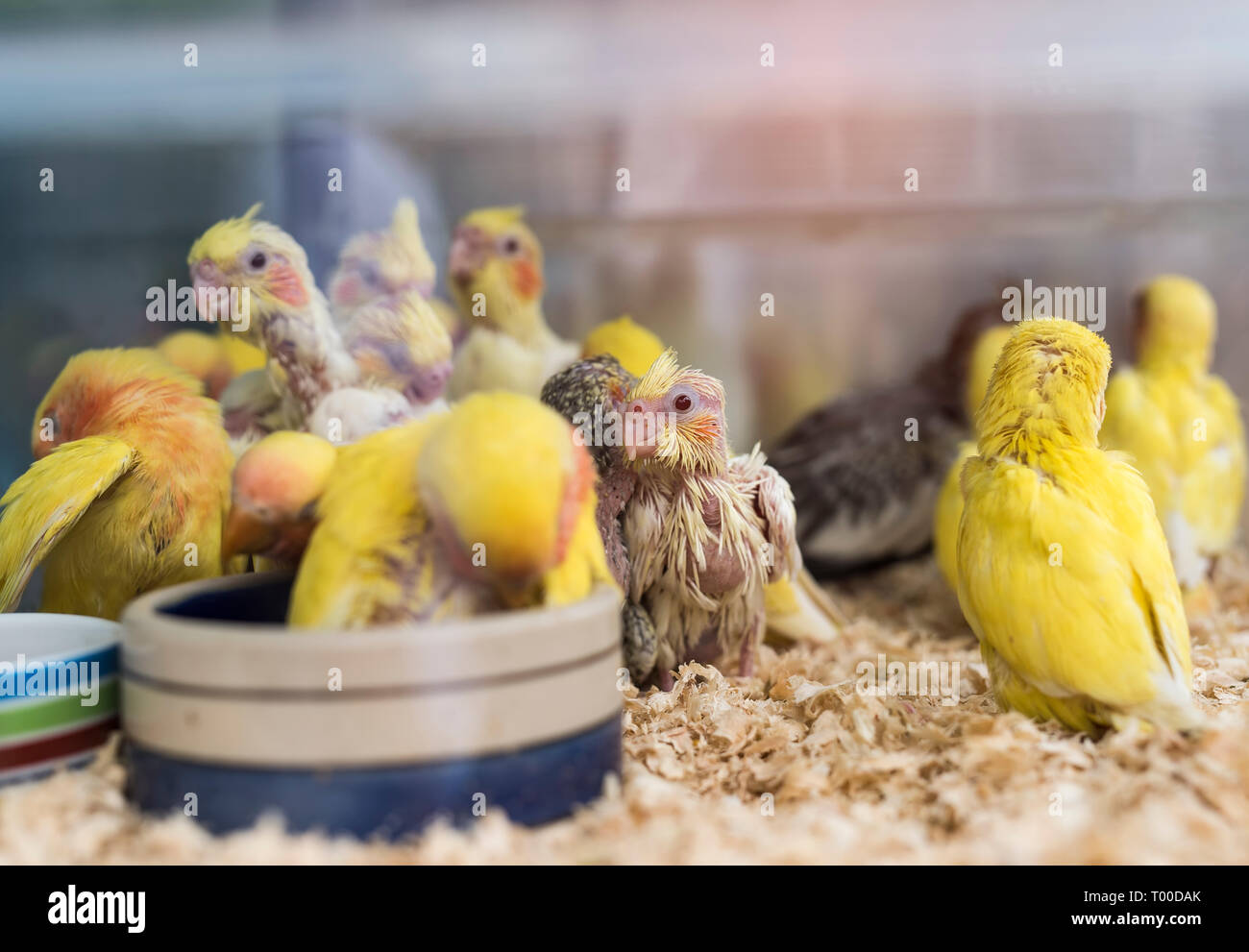 Baby yellow parrot birds in a basket Stock Photo Alamy