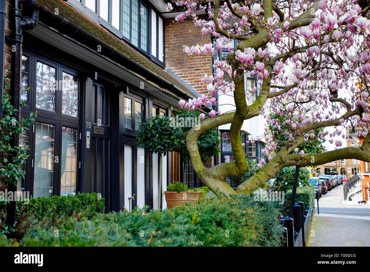 LONDON, UK - MARCH 11th, 2019: Magnolia tree is blooming in front of elegant building in Chelsea area in Central  London Stock Photo