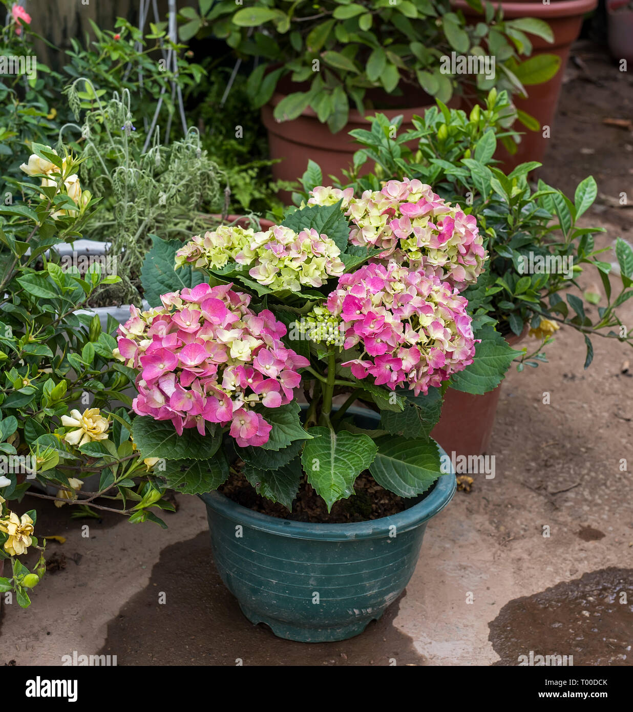 Purple Hydrangea flower (Hydrangea macrophylla) in a garden. Stock Photo