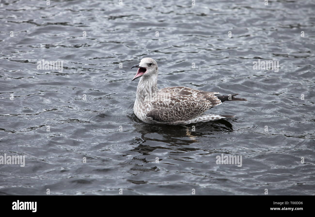 seagull widely opened its beak bird screams Stock Photo