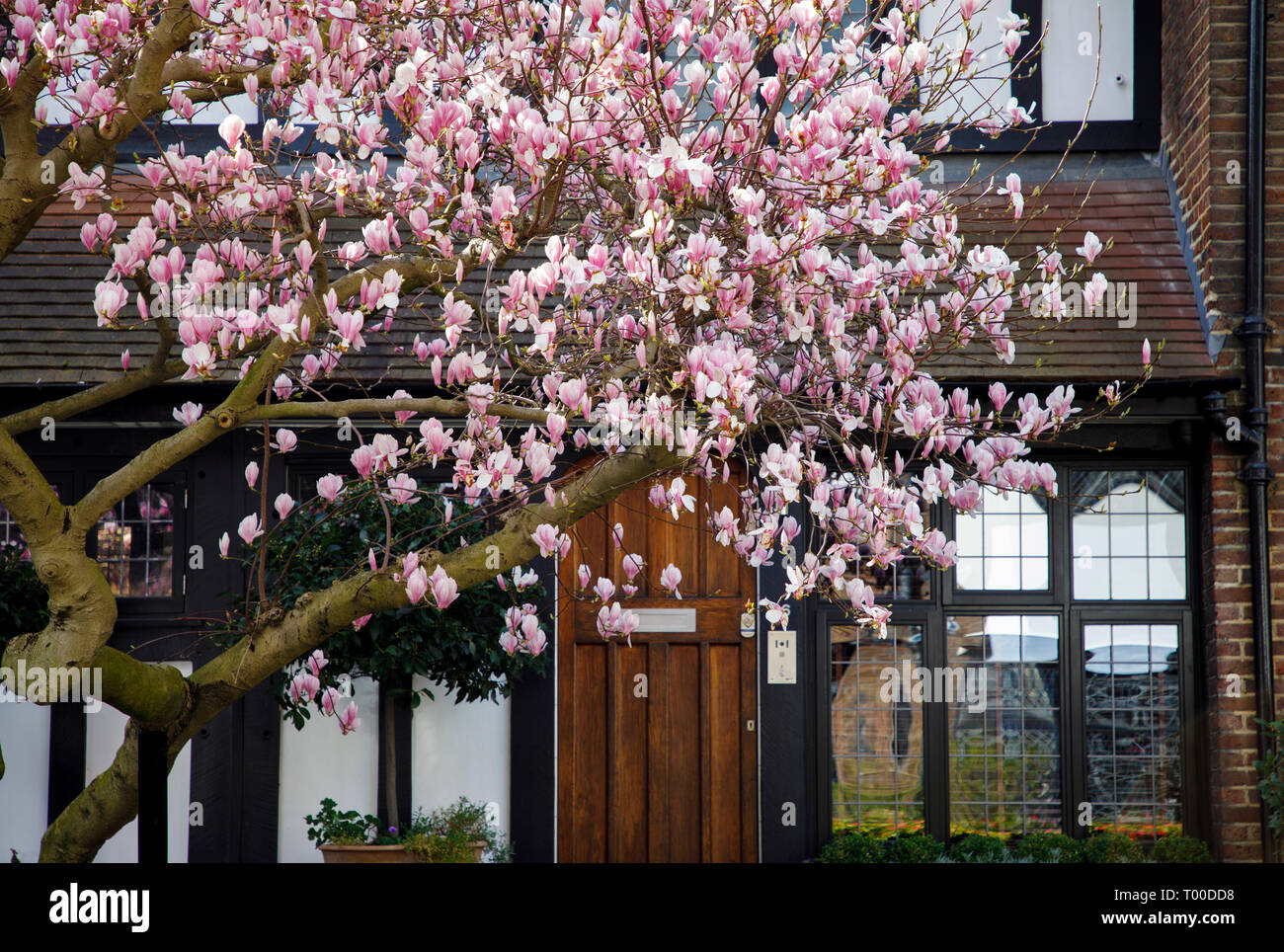 LONDON, UK - MARCH 11th, 2019: Magnolia tree is blooming in front of elegant building in Chelsea area in Central  London Stock Photo