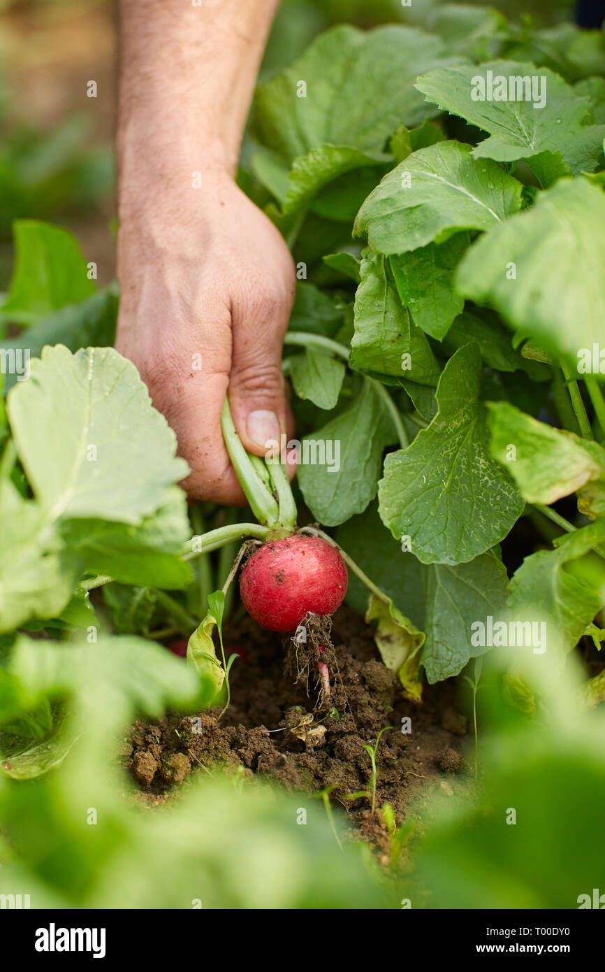 RADISH PULLING GAME visual data 8