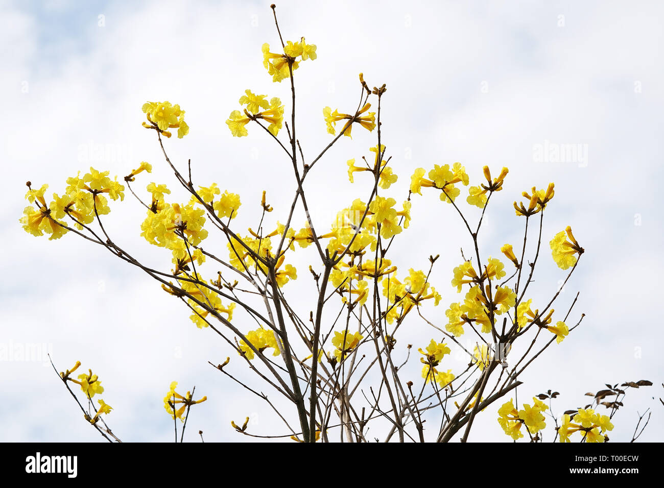 Tabebuia chrysotricha yellow flowers blossom in spring Stock Photo