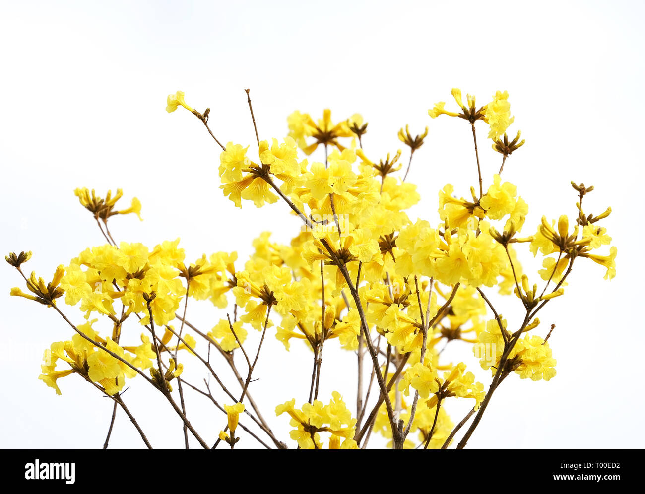 Tabebuia chrysotricha yellow flowers blossom in spring Stock Photo