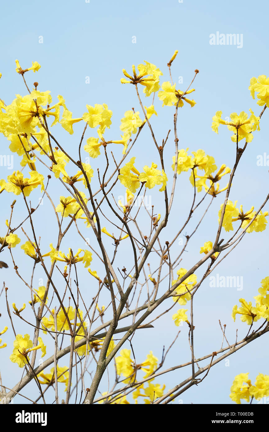 Tabebuia chrysotricha yellow flowers blossom in spring Stock Photo