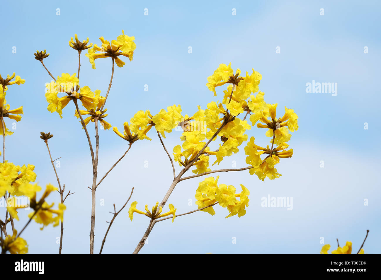 Tabebuia chrysotricha yellow flowers blossom in spring Stock Photo