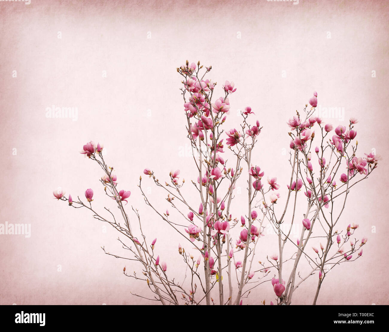 Pink magnolia flowers on old paper background Stock Photo - Alamy