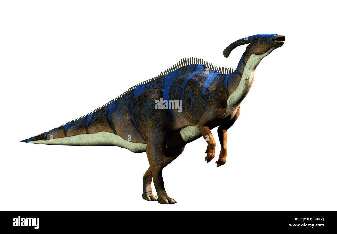 A parasaurolophus, a type of herbivorous ornithopod dinosaur of the  hadrosaur family stands on two legs and calls out. On a solid white  background Stock Photo - Alamy