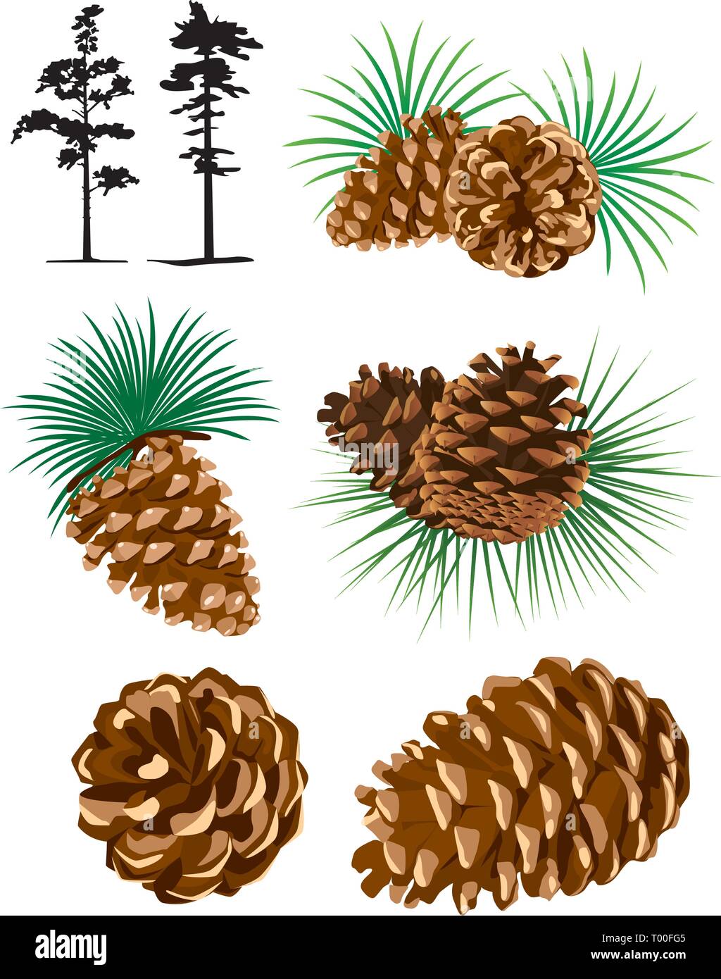 Pines cones Stock Vector Images Alamy