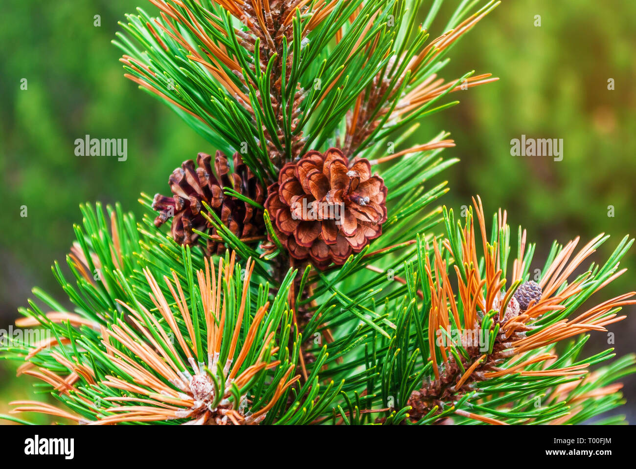 Cones of the Carpathian pine on branch with green needles Stock Photo