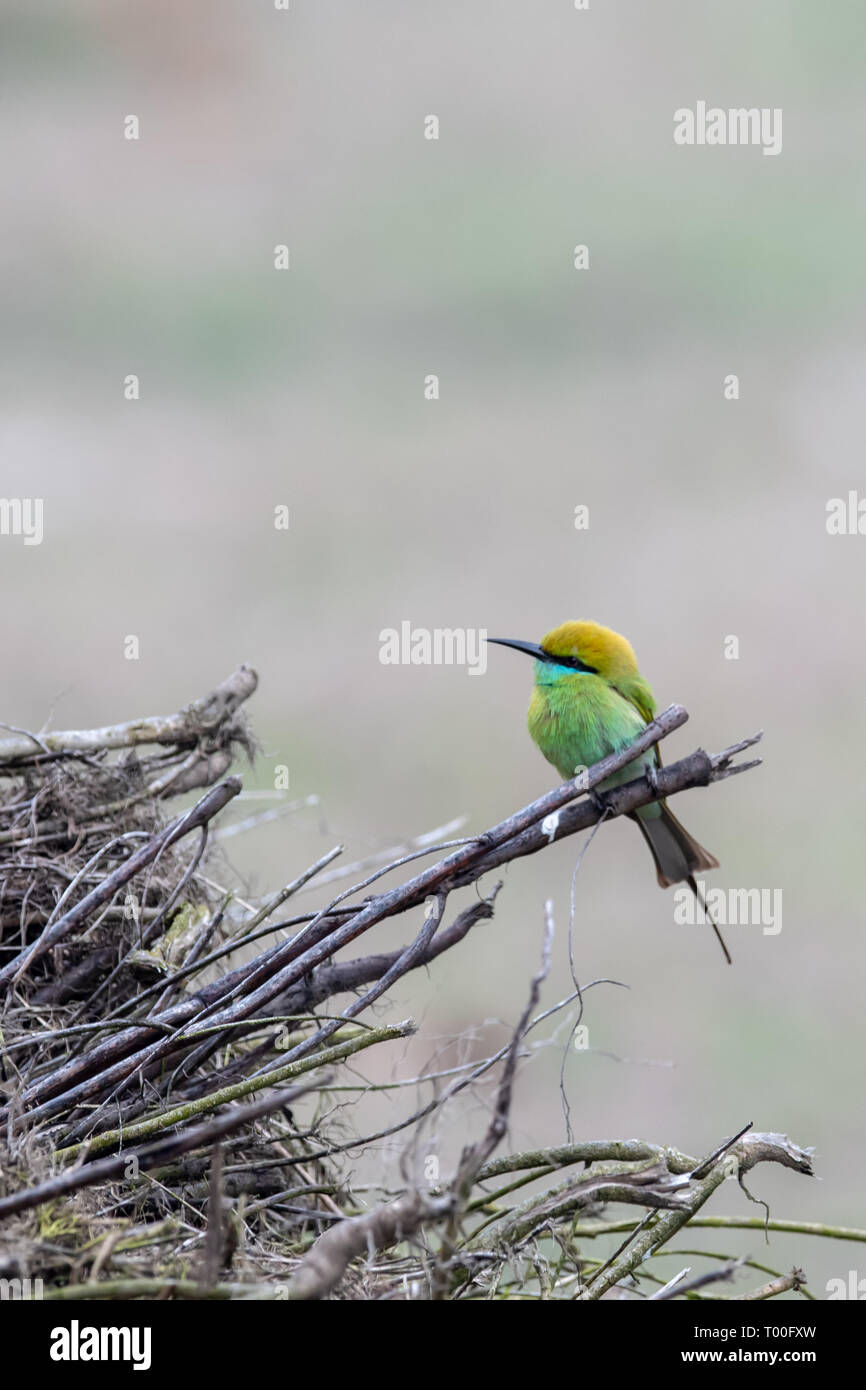 Green bee-eater (Merops orientalis orientalis) perched in India Stock Photo