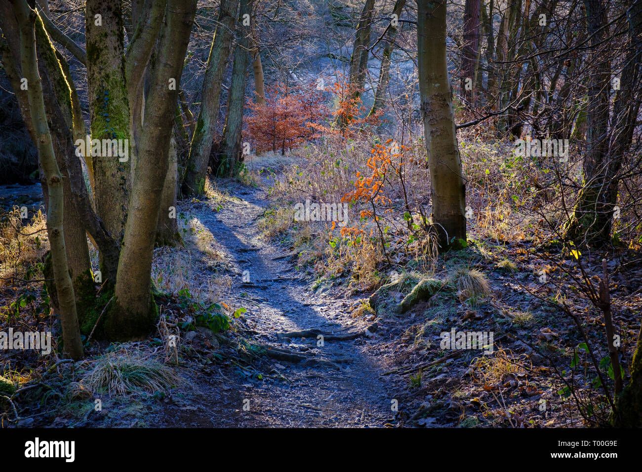 Colourful vegetation lit by morning sun along a frosty winter woodland  path Stock Photo